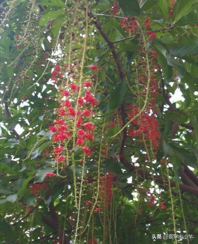 玉蕊
:红花育蕊是风景树吗？红花育蕊树能卖多少钱一棵？