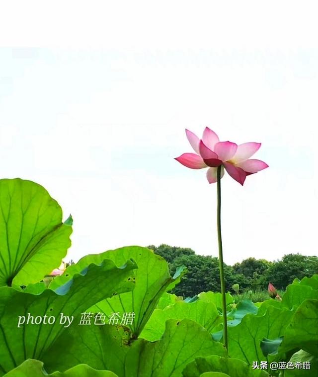 植物的图片
:在拍摄花花草草这些植物时，你是怎样搭配画面色彩的？