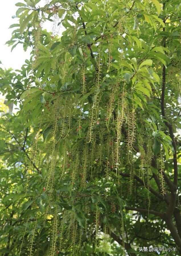 玉蕊
:红花育蕊是风景树吗？红花育蕊树能卖多少钱一棵？