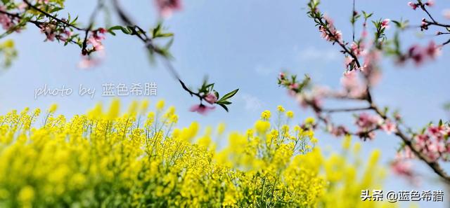 植物的图片
:在拍摄花花草草这些植物时，你是怎样搭配画面色彩的？