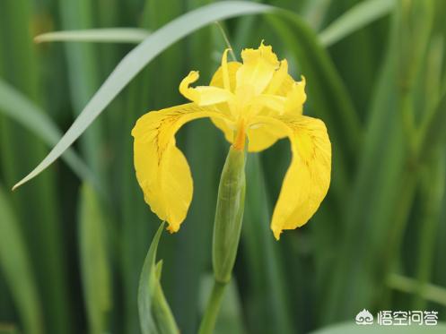 黄花鸢尾
:盆栽的黄花鸢尾花应该怎么养护？夏季需要遮阴吗？