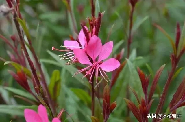 山桃草
:紫色千鸟花，花后修剪花剑吗？