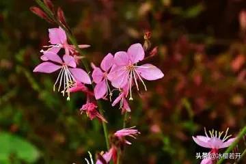 山桃草
:紫色千鸟花，花后修剪花剑吗？