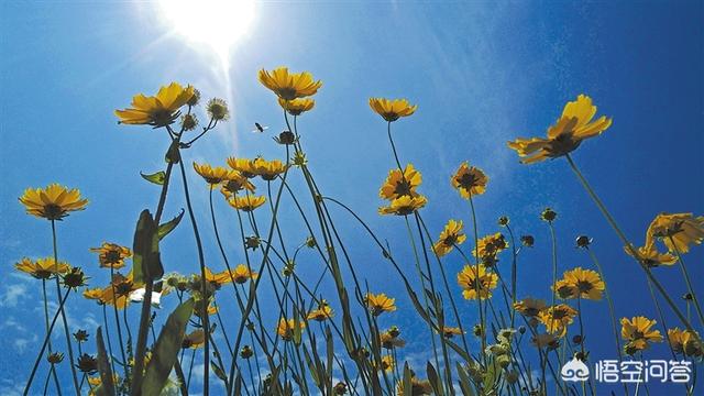 花朵照片
:如何给花拍照？