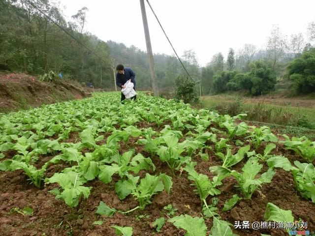 糖芥
:榨菜怎么种植？