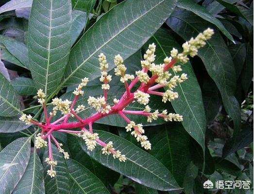 海芒果
:如何识别芒果和海芒果？