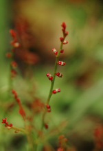 黄花小二仙草(小二仙草中药图谱)