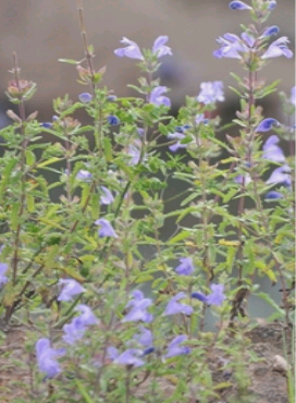 香草兰(香草兰的种植方法)