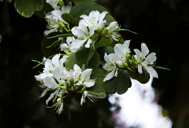 白花羊蹄甲(白花羊蹄甲菜品)