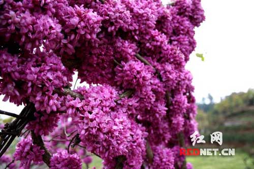 紫荆花花期(紫荆花什么季节开花)