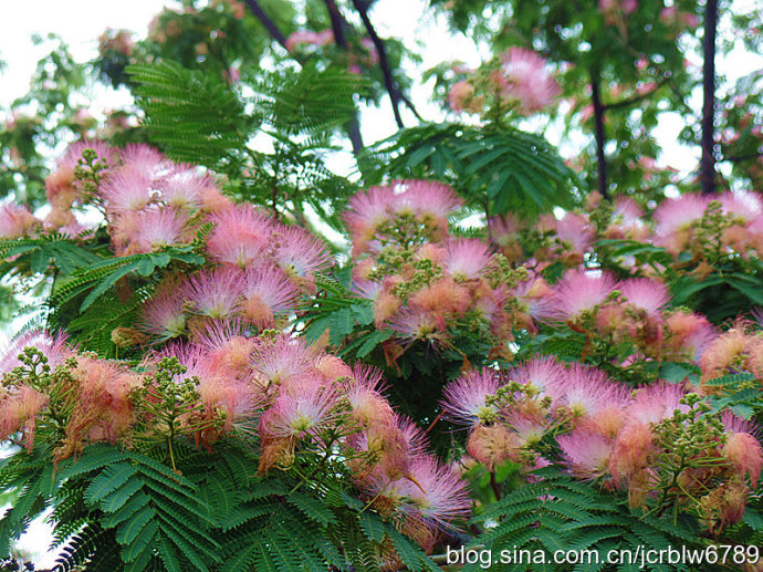 芙蓉树图片(芙蓉树叶子的功效)