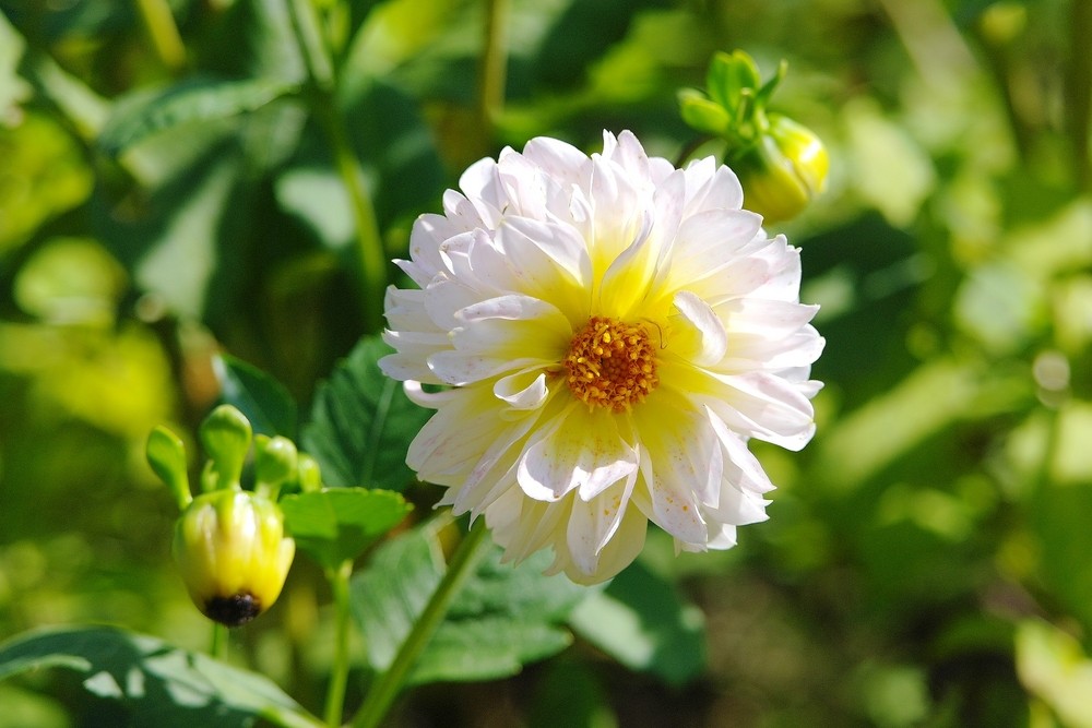 小丽花(小丽花什么时候摘心)