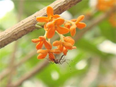 桂花种植(桂花小苗价格)