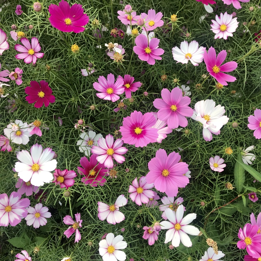 格桑花种子怎么种植(格桑花种植用什么容器)