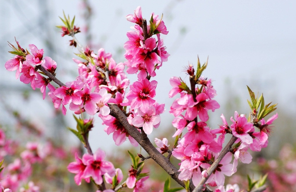 桃花样子(桃花像什么样子)