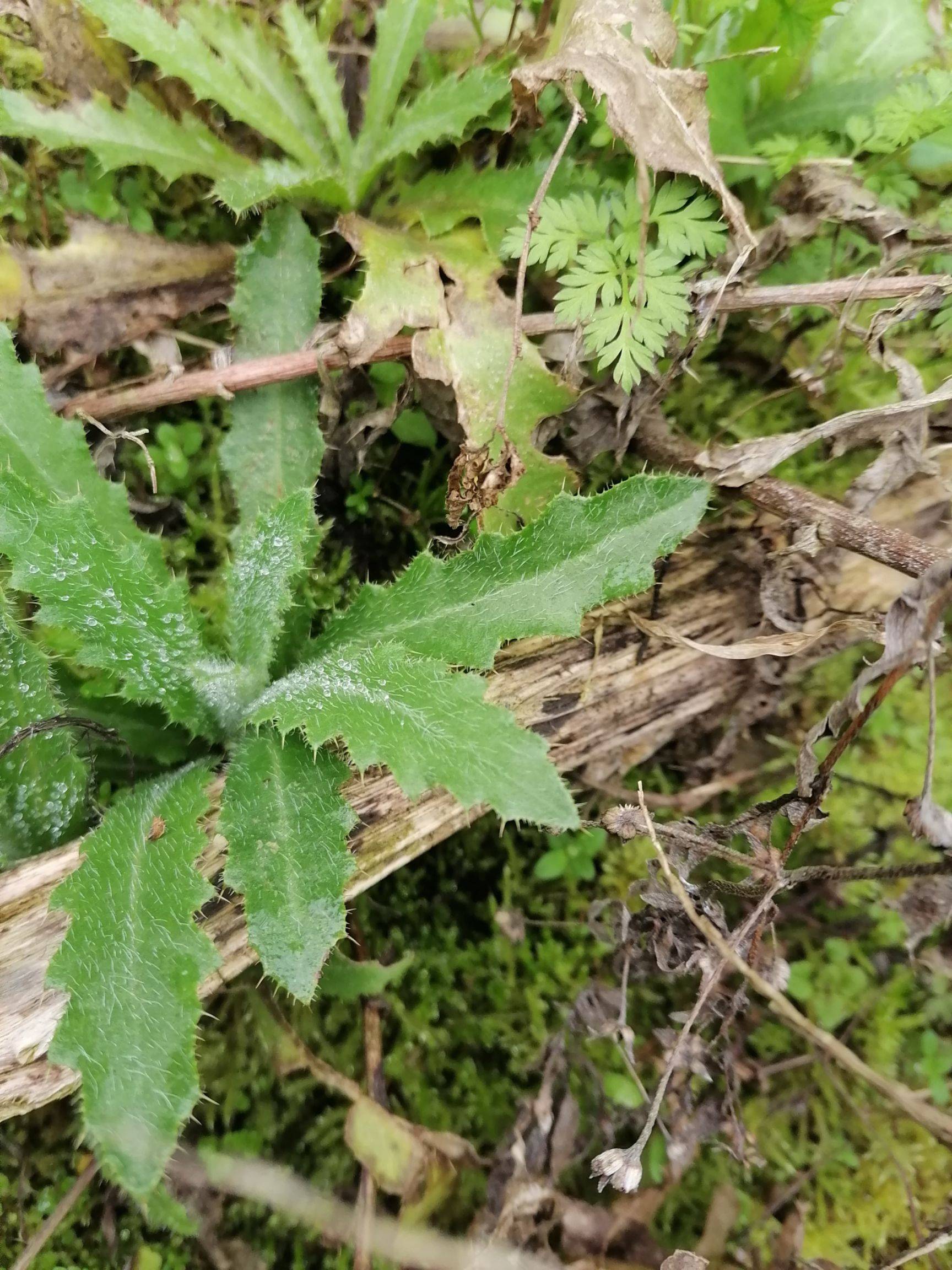 刺儿菜图片(癌症最怕的三种野菜)