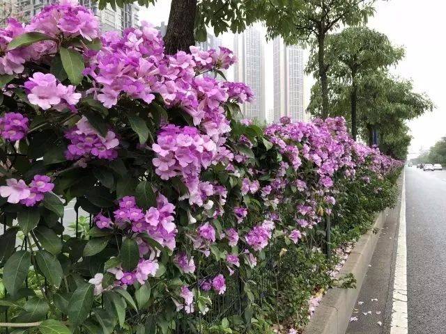 蒜香藤(蒜香藤花高清图片)