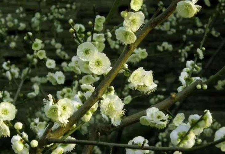 梅花种类(水梅花有几种图片)