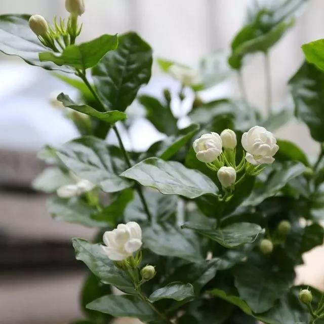 茉莉花颜色(茉莉花香味)