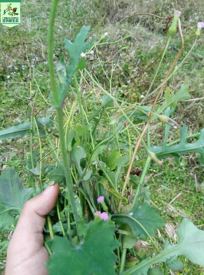 叶下红(叶下红草药的功效)