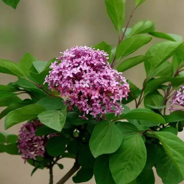 丁香花的养殖方法和注意事项(丁香花的功效与作用)