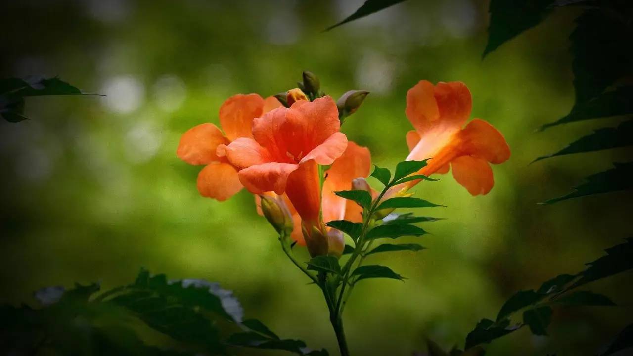 凌霄花的寓意象征(凌霄花扦插最佳时间)