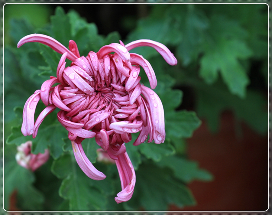 菊花的介绍，菊花的资料介绍100