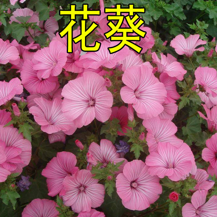 花葵，别人叫你花葵是啥意思