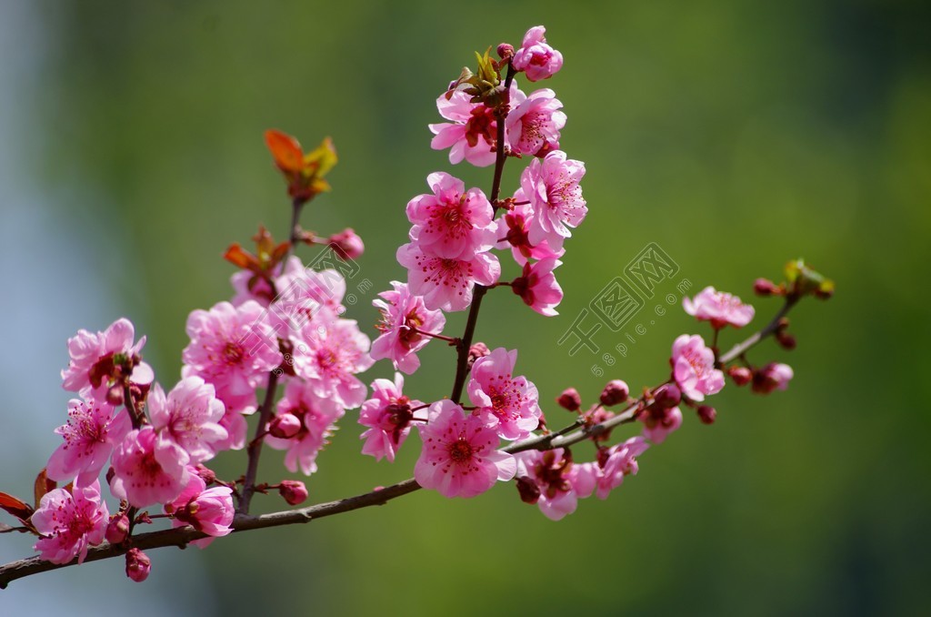 梅花图案，好看的梅花图片