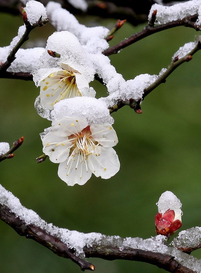 花梅，梅花图片大全大图