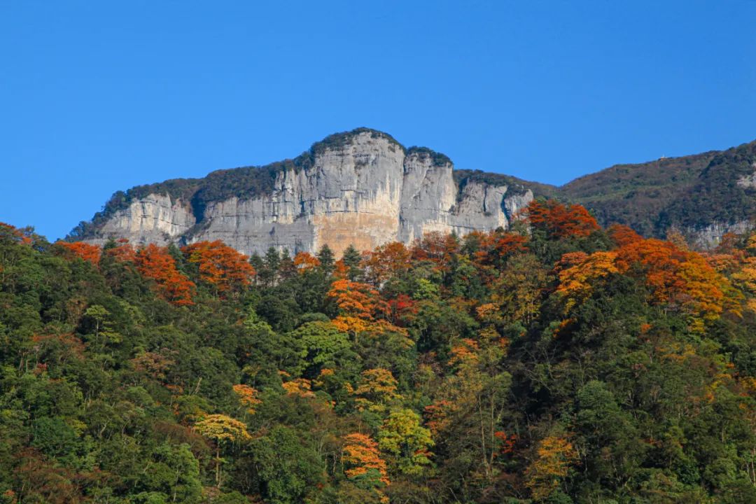 金佛山兰，金佛山兰的根