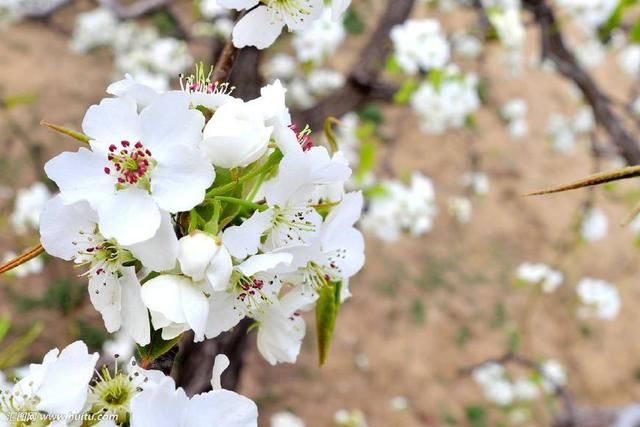 梨花的花语，梨花含义