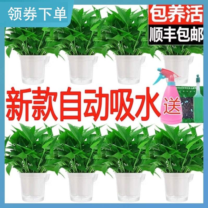 什么植物不需要阳光，什么大型植物不需要阳光