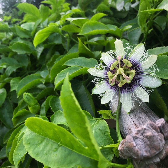 百香果花，柠檬花