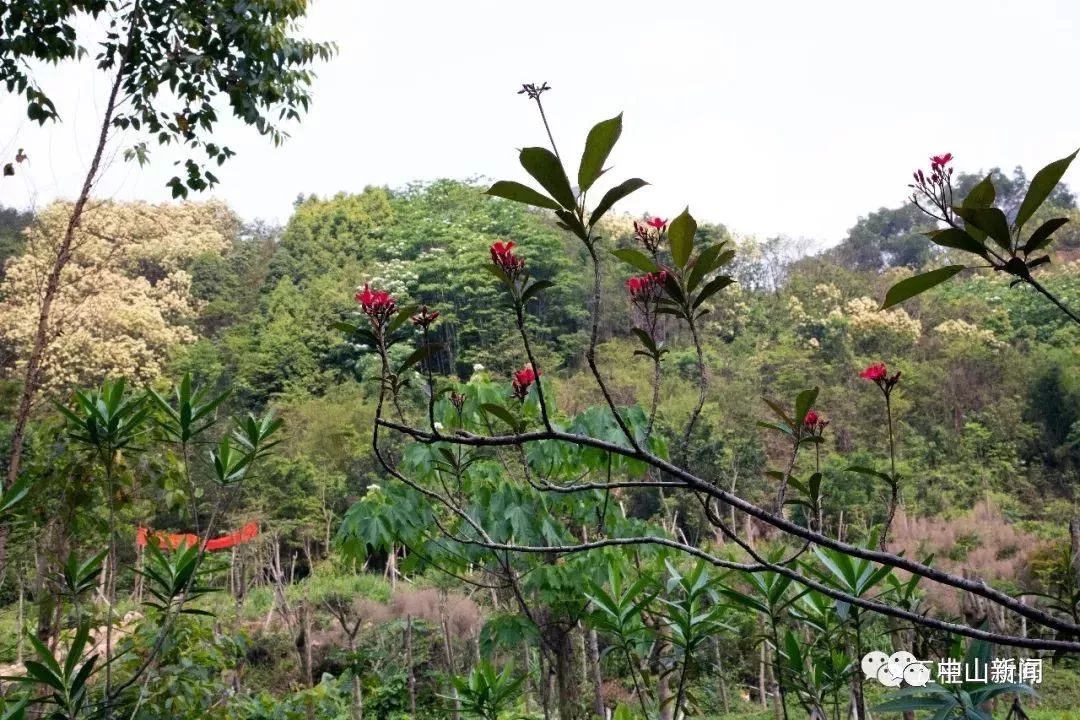 钟花蒲桃，观叶植物大全