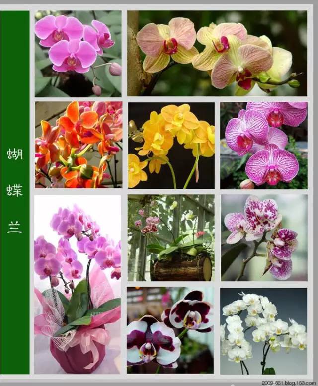 花的品种图片和花名，常见花的品种图片和花名