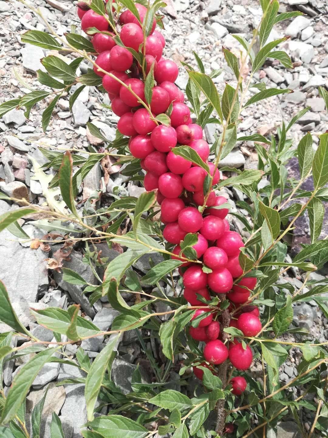 钙果种植技术，中华钙果种植骗局