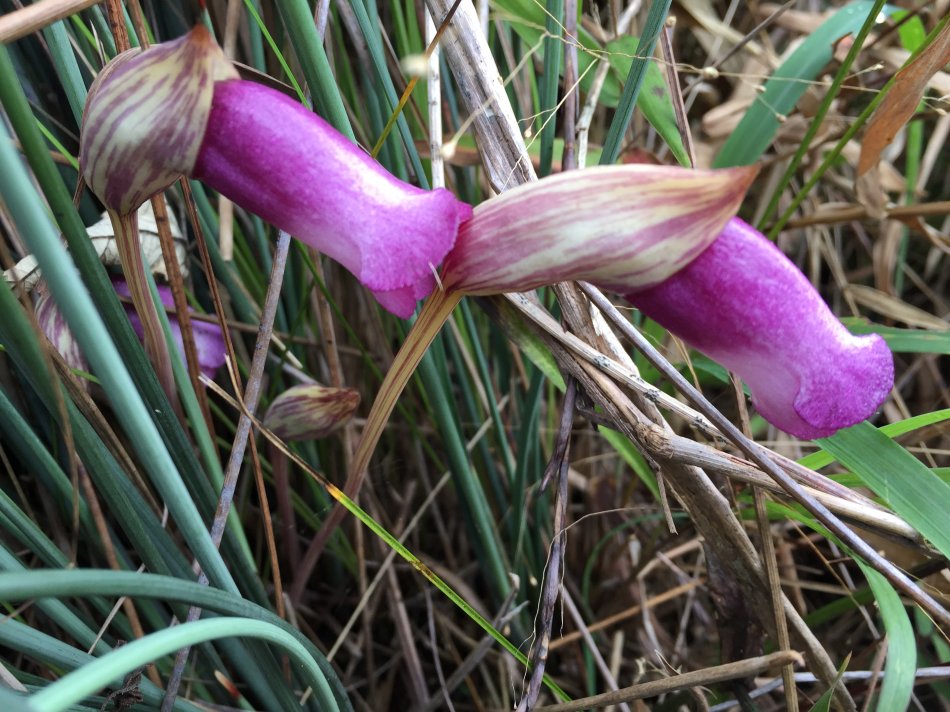 野菰，疏花蛇菰多少钱一斤