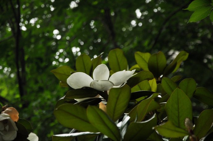 广玉兰花期，广玉兰花期多长